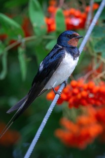 Hirundo rustica, barn swallow, birds, high size, portrait format, passeri, swallows, songbirds,