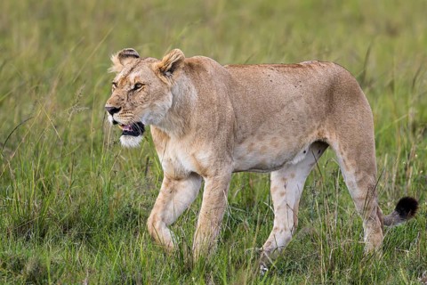 African Lion (Panthera leo) walking through grass, Masai Mara, Kenya