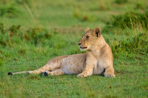 A lion lies relaxed on green grass in its natural habitat, lion (Panthera leo), Masai Mara National