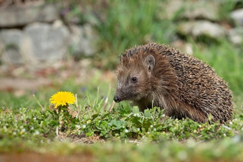 Erinaceus europaeus, hedgehog, insectivora, insectivora, insectivora, mammals, prickly, mammals