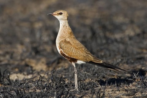Australian Pratincole (Stiltia isabella), Western Australia, Australia