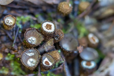 Cyathus hirsutus, cyathus striatus, striped expensive, sweetie, fluted bird's nest, fungi, fungus,