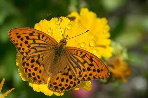 Argynnis Paphia, Kaisermantel, Silver-Washed Fritillary, Butterfly, Insects, Butterfly,