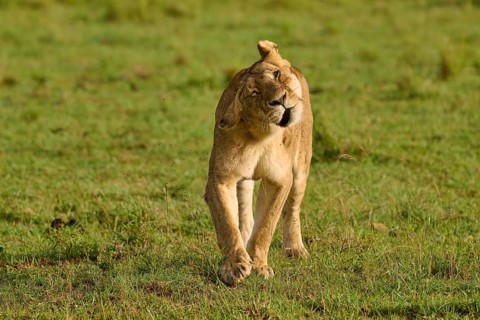A lioness moves her head in the grassland, lion (Panthera leo), Masai Mara National Reserve, Narok