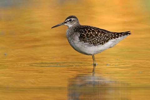 Wood sandpiper (Tringa glareola), Chevalier sylvain, Andarríos Bastardo, Raysut, Salalah, Sohar,