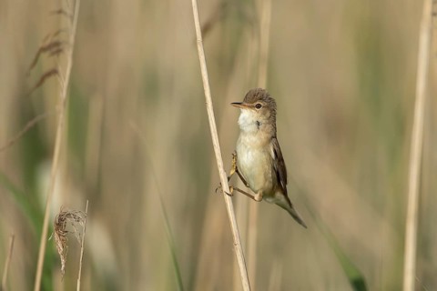 Reed warbler (Acrocephalus scirpaceus) adult bird in a reedbed, England, United Kingdom
