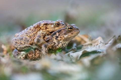 Common toad (Bufo bufo), Ahlhorn, Lower Saxony, Germany