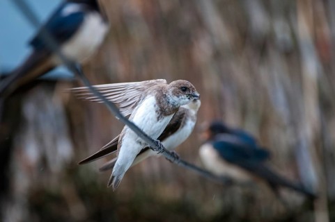 Bank Swallow, Hirundo Rustica, House Martin, Barn Swallow, Riparia Riparia, Sand Martin, Swallow,