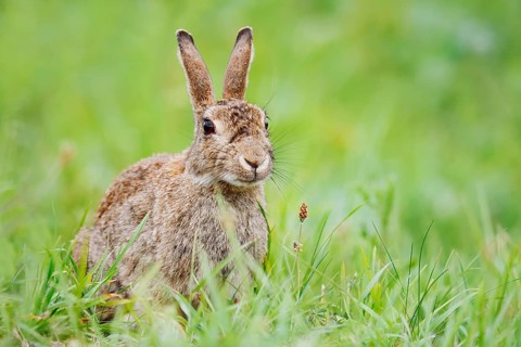 Wild rabbit (Oryctolagus cuniculus) sitting in a meadow, North Rhine-Westphalia, Germany
