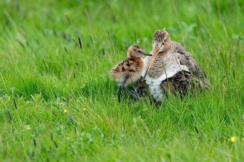 Black-tailed gown Limosa limosa) with chicks at the nest in a wet meadow, De Waal, Texel, the