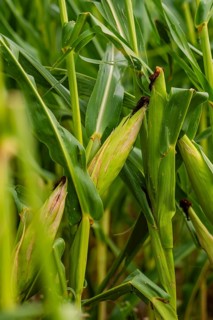 Close-up of corn plants in dense field with visible corn cobs, corn field, Gechingen, Germany
