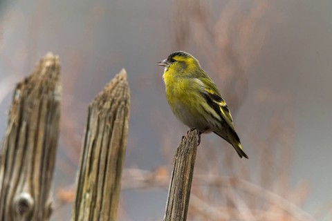 Carduelis spinus, siskin, spinus spinus, siskin, birds, garden, garden fence, male, passeri,