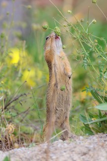 A fully grown European ground squirrel (Spermophilus citellus) eats seats, leaves and flowers in a