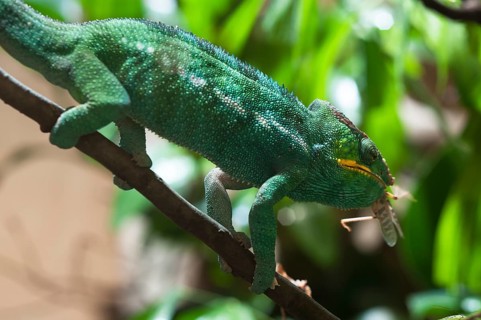 A panther chameleon eats a grasshopper, terrarium at Nuremberg Zoo, Nuremberg, Middle Franconia,