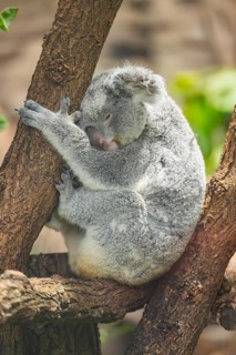 Koala (Phascolarctos cinereus) sitting on a tree, captive, distribution South Australia, Australia,