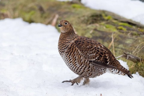Black grouse, black grouse, blackcock, Eurasian black grouse, pheasant species, Lyrurus tetrix,