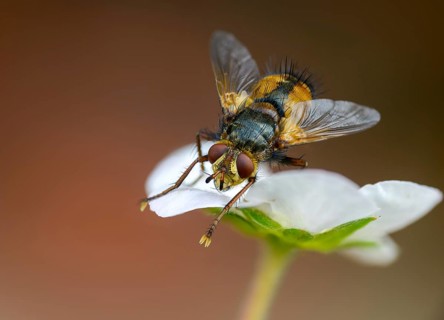 Hedgehog fly, hedgehog fly, caterpillar fly, tachina fera, diptera, insects, two-winged birds