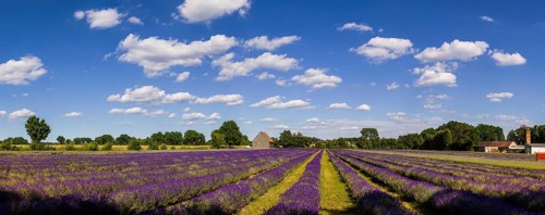 By growing lavender, in addition to diversifying crop rotation, operators want to produce a