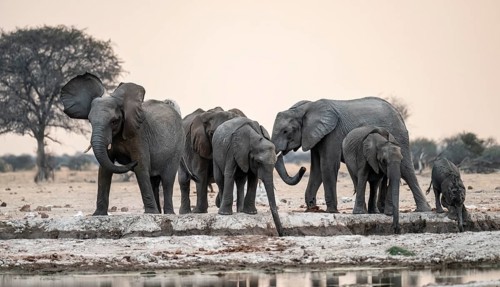 Animal family with baby elephant, African elephants (Loxodonta africana), drinking at the