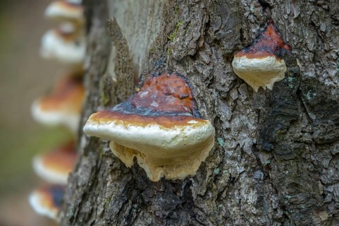 Tree sponge, spruce porling, fomes marginatus, fomitopsis pinicola, pine porling, red-banded