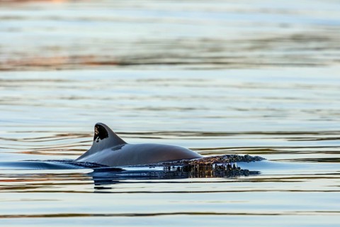A harbour porpoise (Phocoena phocoena) in the evening sunlight, marine mammal, toothed whale,