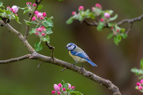 Blue tit, fruit tree blossoms, parus caeruleus, birds, spring, tits, passeri, songbirds, songbirds,