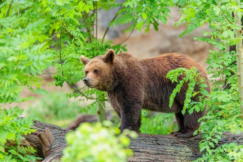 A female brown bear (Ursus arctos arctos) stands on a tree trunk in dense vegetation in hilly
