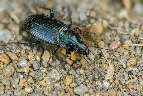 Carabidae, common grave runner, copper-colored grave runner, copper-colored list beetle, coppery