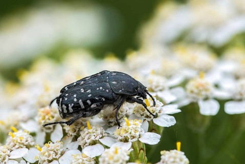 Leaf horn beetle, oxythyrea funesta, rose beetle, scarabaeidae, weeping rose beetle, white spotted