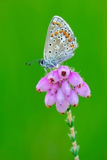 Common Blue (Polyommatus icarus) on bell heather, Goldenstedt, Lower Saxony, Germany