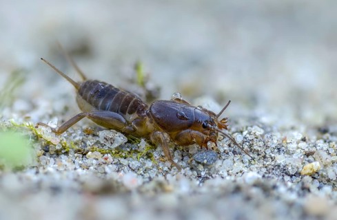 European mole cricket, grasshoppers, gryllotalpa gryllotalpa, half-devil, youth form, mole