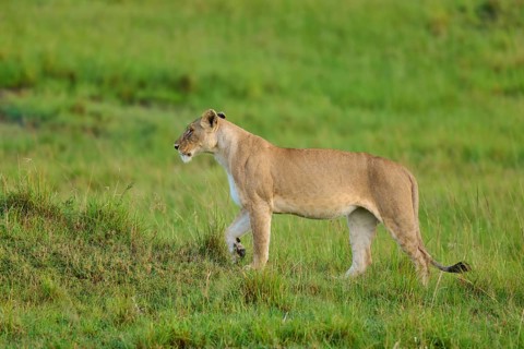 A lion strides through the lush greenery of the wilderness, lion (Panthera leo), Masai Mara