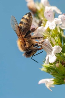 Apidae, apis mellifera, bees, European honey bee, European honeybee, hymenoptera, western honey