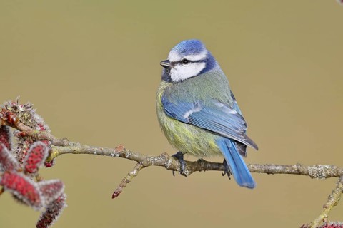 Blue tit (Parus caeruleus), perched on a twig of an alder tree, black alder (Alnus glutinosa), with