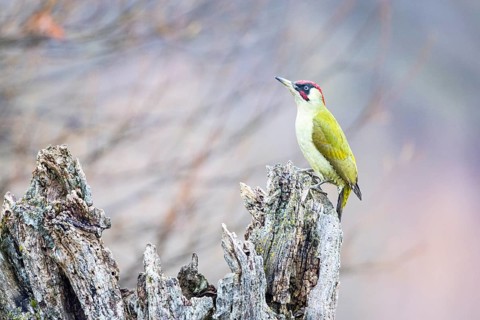 Green Woodpecker (Picus viridis) jml Germany