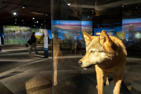 New exhibition at Gasometer Oberhausen, Mythos Wald, on 3 levels and with several thematic
