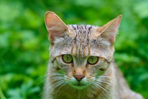 Portrait of a focused tabby cat with green eyes and brown fur in a green setting, European wildcat