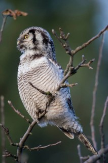Hawk owl, sparrow owl, surnia ulula, birds, owls, high size, portrait format, northern hawk owl,