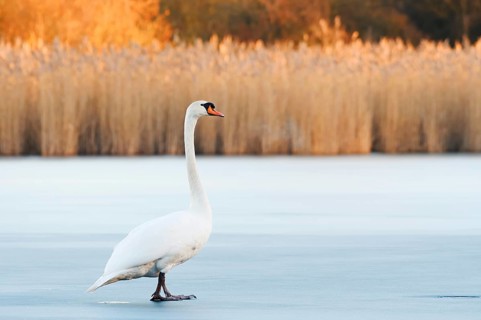 A mute swan (Cygnus olor) stands on a frozen lake in winter, North Rhine-Westphalia, Germany