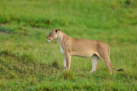 A lion stands alert in the grassy wilderness, lion (Panthera leo), Masai Mara National Reserve,