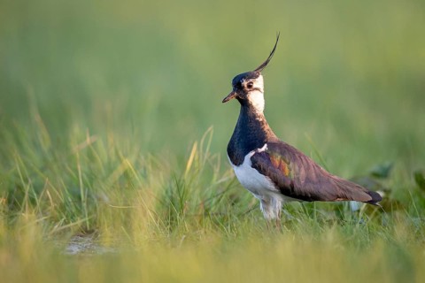 Northern Lapwing (Vanellus vanellus) in a wet meadow, Dümmer, Lembruch, Lower Saxony, Germany