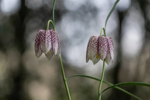 Snake's Head Fritillary (Fritillaria meleagris), Emsland, Lower Saxony, Germany