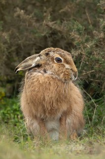 European brown hare (Lepus europaeus) adult animal in grassland, England, United Kingdom