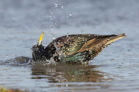 European or Common starling (Sturnus vulgaris) adult bird bathing in water of a shallow puddle,