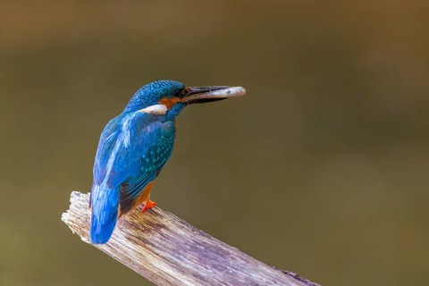 Kingfisher (Alcedo atthis) with a fish in its beak, Kingfishers (Alcedinidae), Upper Danube nature