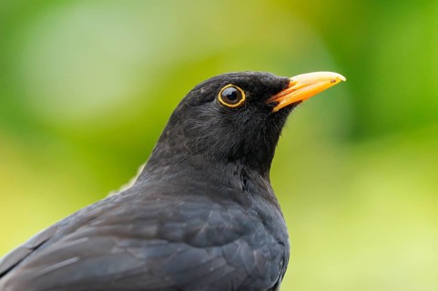 Blackbird (Turdus merula) male, with a yellow beak in bright sunshine and a green background,