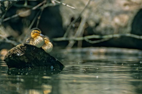 Anas platyrhynchos, dunes, chicks, mallard, mallard, anatidae, birds, ducks, ducks, ducks, leo,