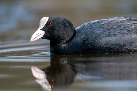 Eurasian Coot Coot, Fulica Atra, Birds, Coot Rail, Gruiformes, Crane Birds, Mirror, Rails,