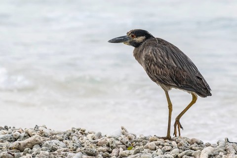 Crab Heron (Nyctanassa violacea), Playa Kalki, Curacao
