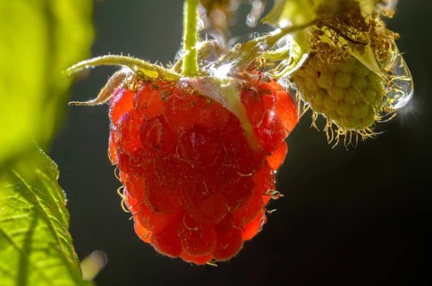 Raspberry, Rubus idaeus, flora, plants, plants, red raspberry